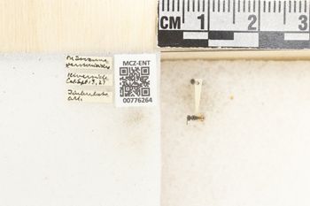 Media type: image;   Entomology 776264 Aspect: Labels